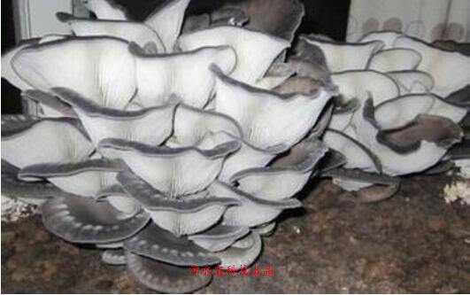 圖片關鍵詞 圖片關鍵詞